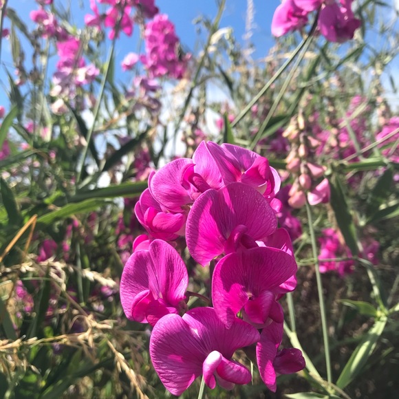 Meet your Posher, Nancy - Picture 1 of 1